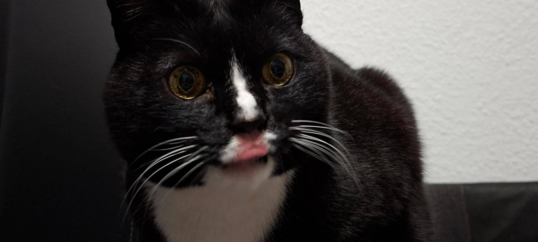 Eure schönsten Haustier-Fotos zum „Liebe-dein-Haustier-Tag“