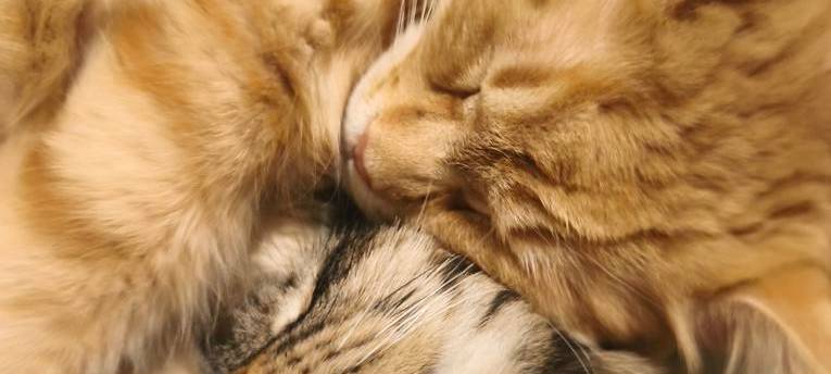 Eure schönsten Haustier-Fotos zum „Liebe-dein-Haustier-Tag“