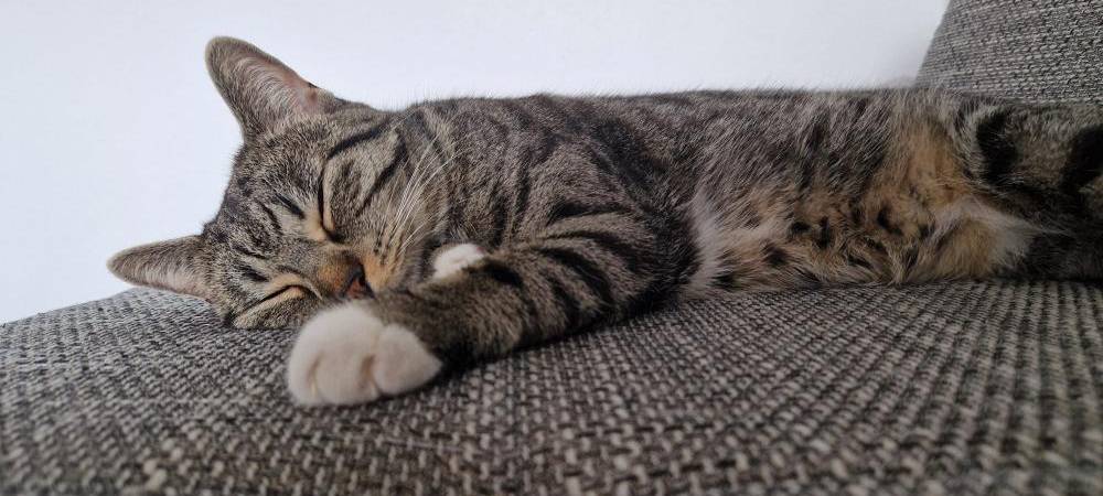 Eure schönsten Haustier-Fotos zum „Liebe-dein-Haustier-Tag“