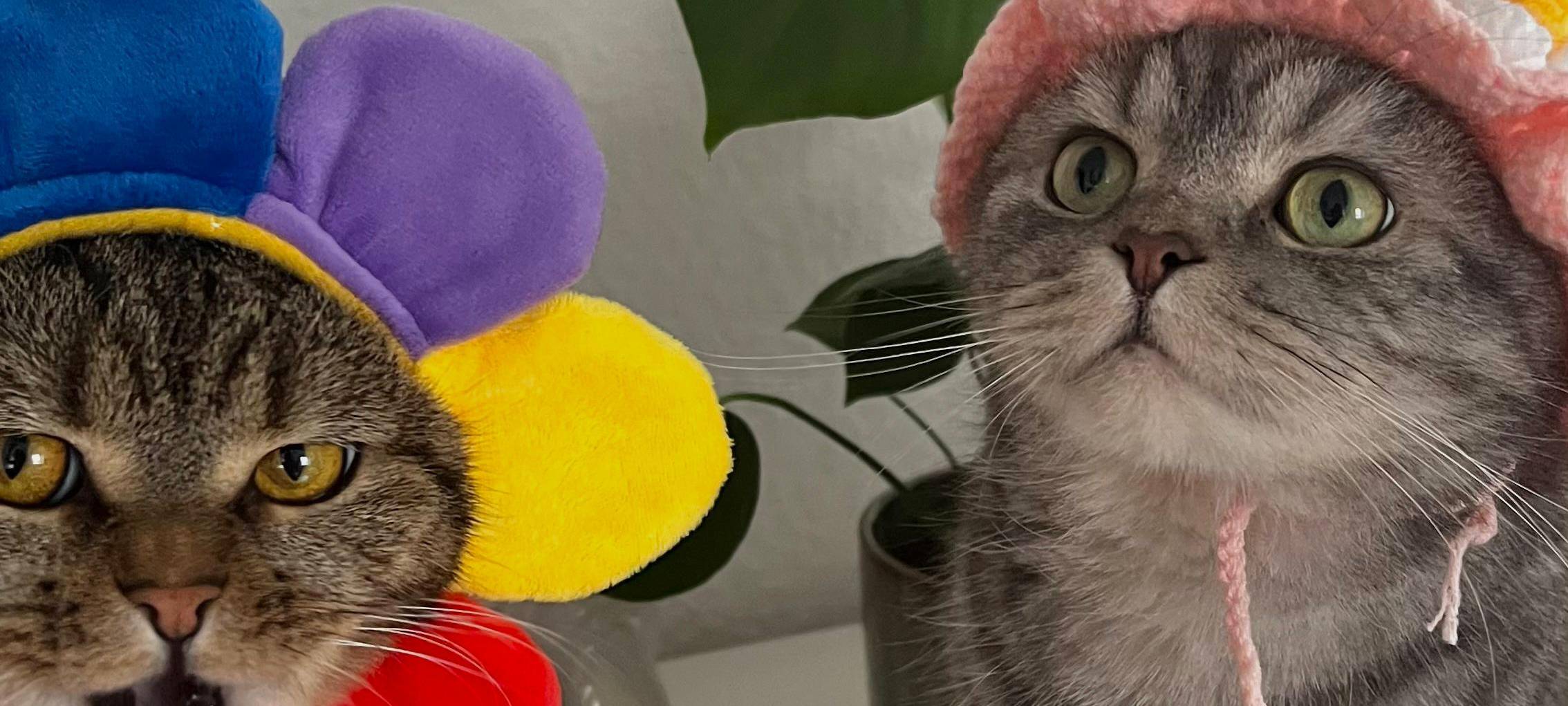 Senas verkleidete Katzen Mars und Appolo