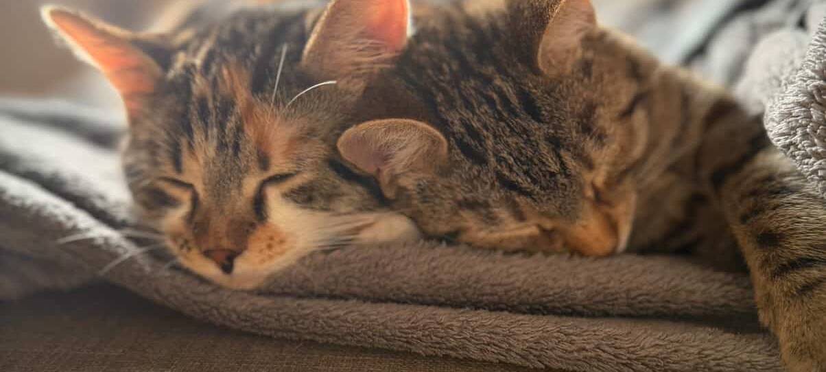 Eure schönsten Haustier-Fotos zum „Liebe-dein-Haustier-Tag“