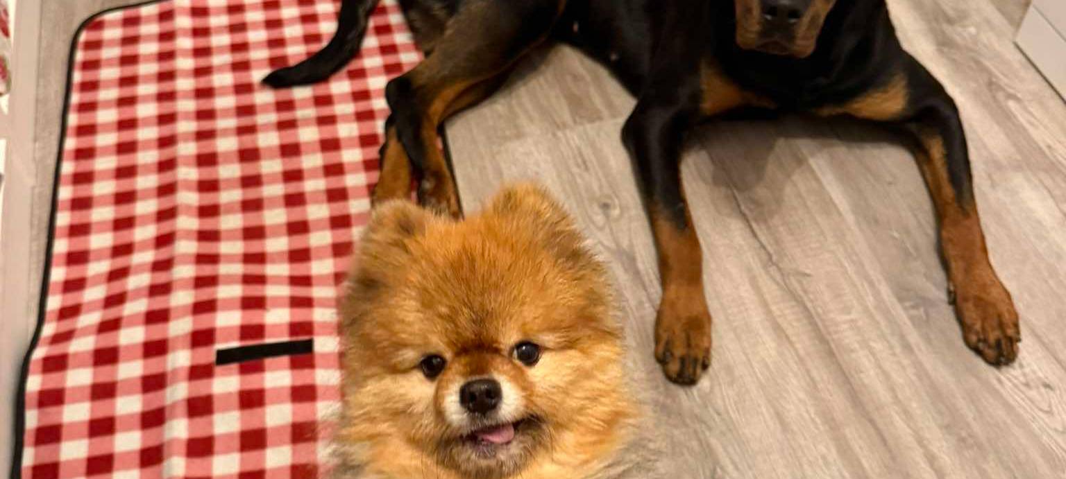 Eure schönsten Haustier-Fotos zum „Liebe-dein-Haustier-Tag“