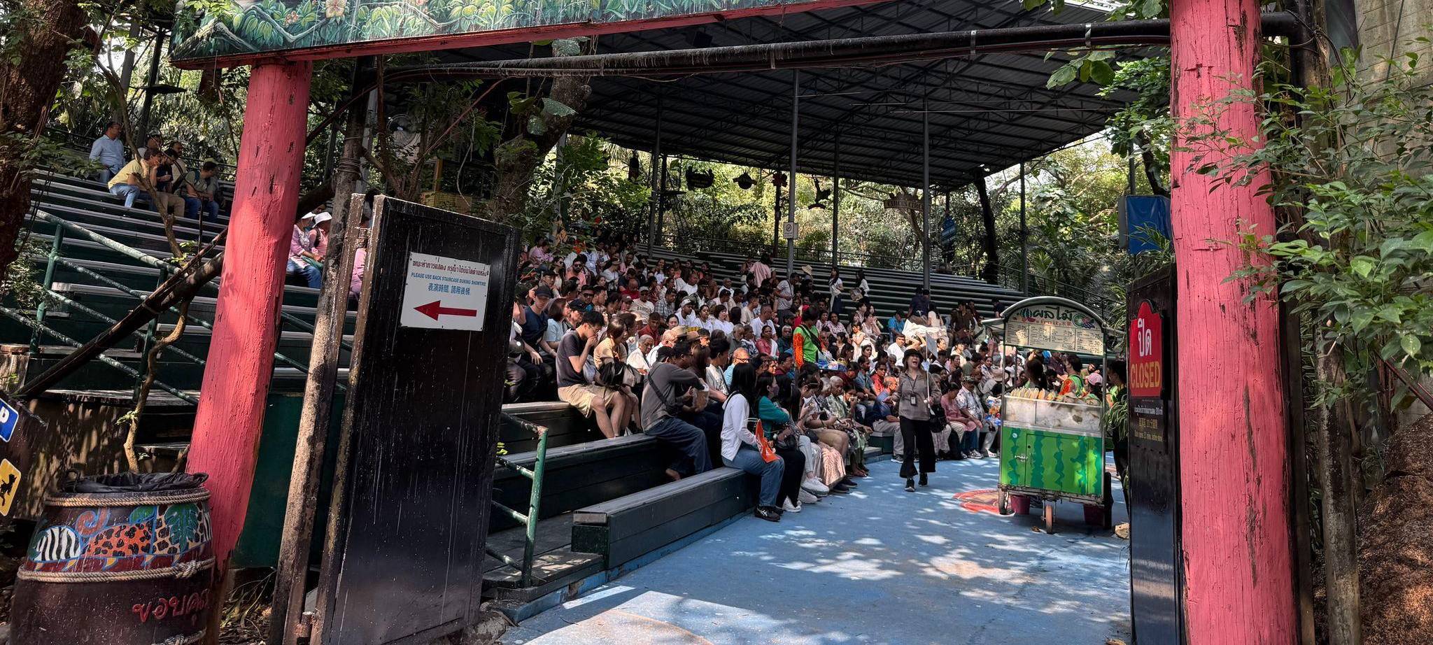Orang-Utans als Touristenattraktion in Thailand
