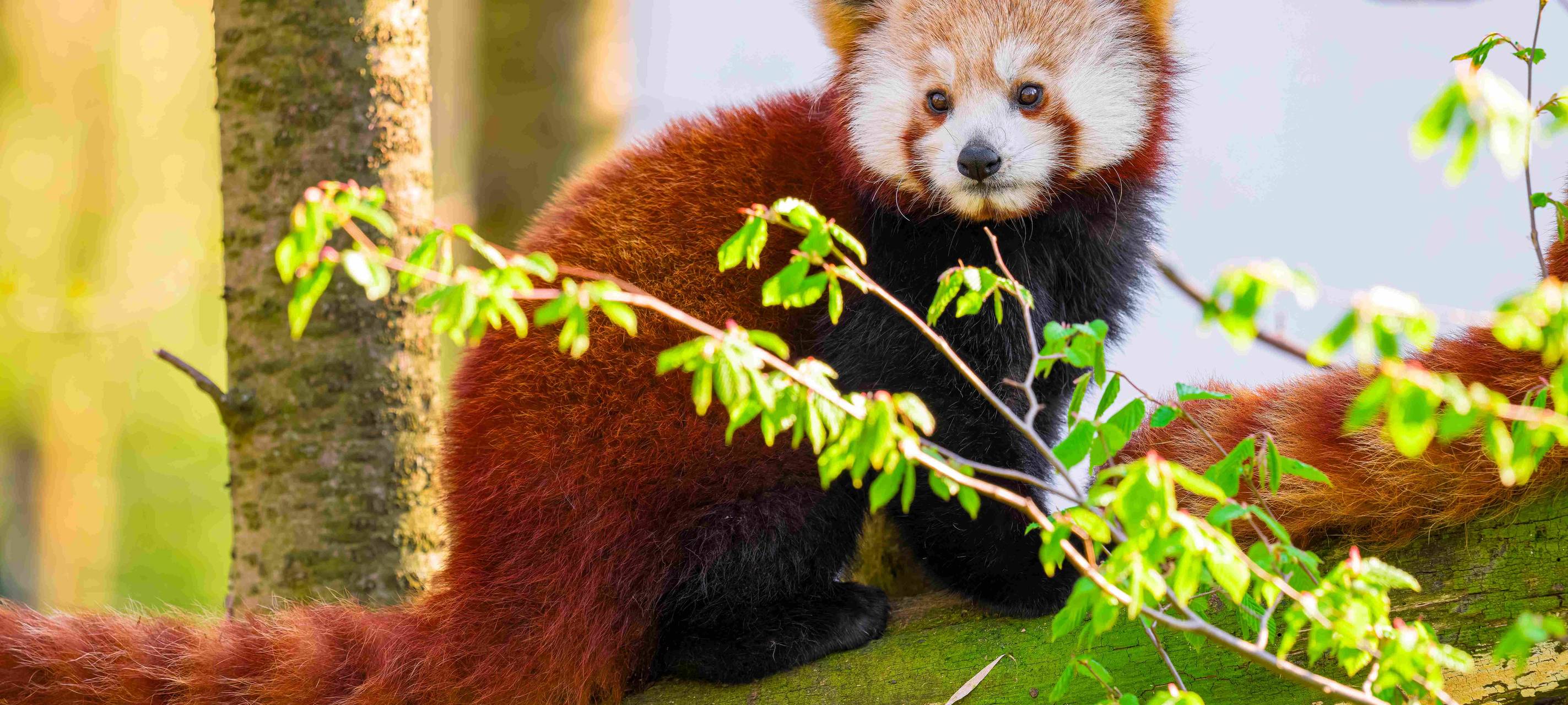 Roter Panda im Zoo Duisburg
