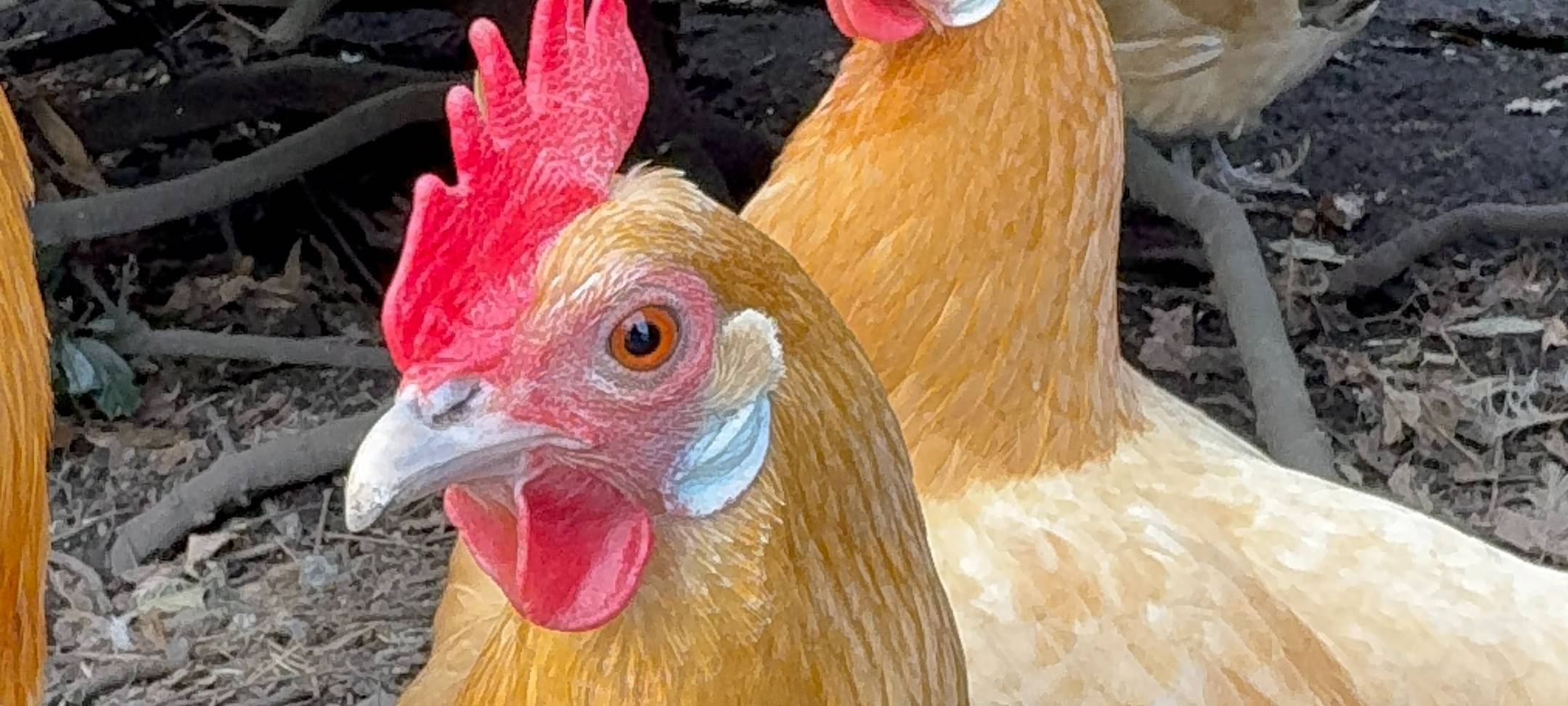 Weiße Ohrläppchen bedeutet weiße Eier.