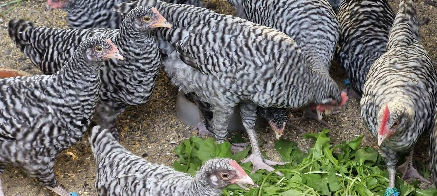 So sehen die Jungvögel des Deutschen Sperbers aus.