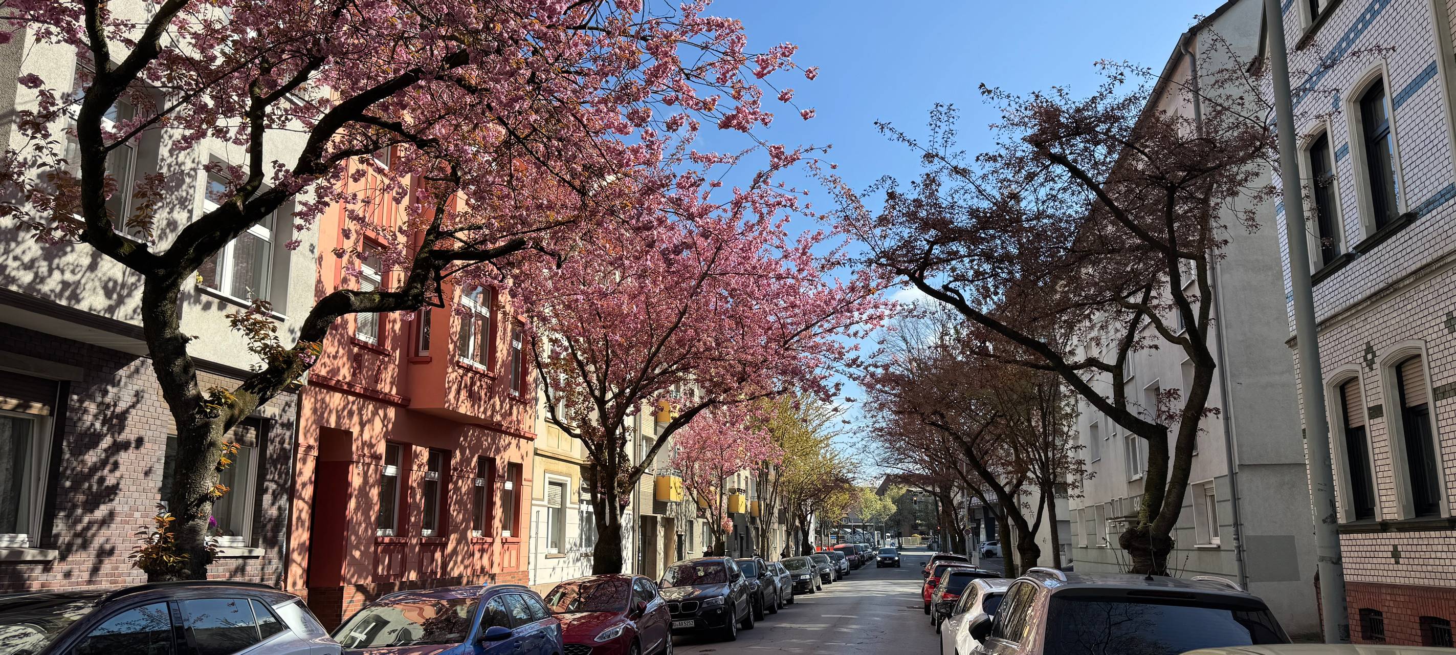 Auch in Meiderich gibt es einen schönen Kirschblüten-Spot: auf der "Sommerstraße".