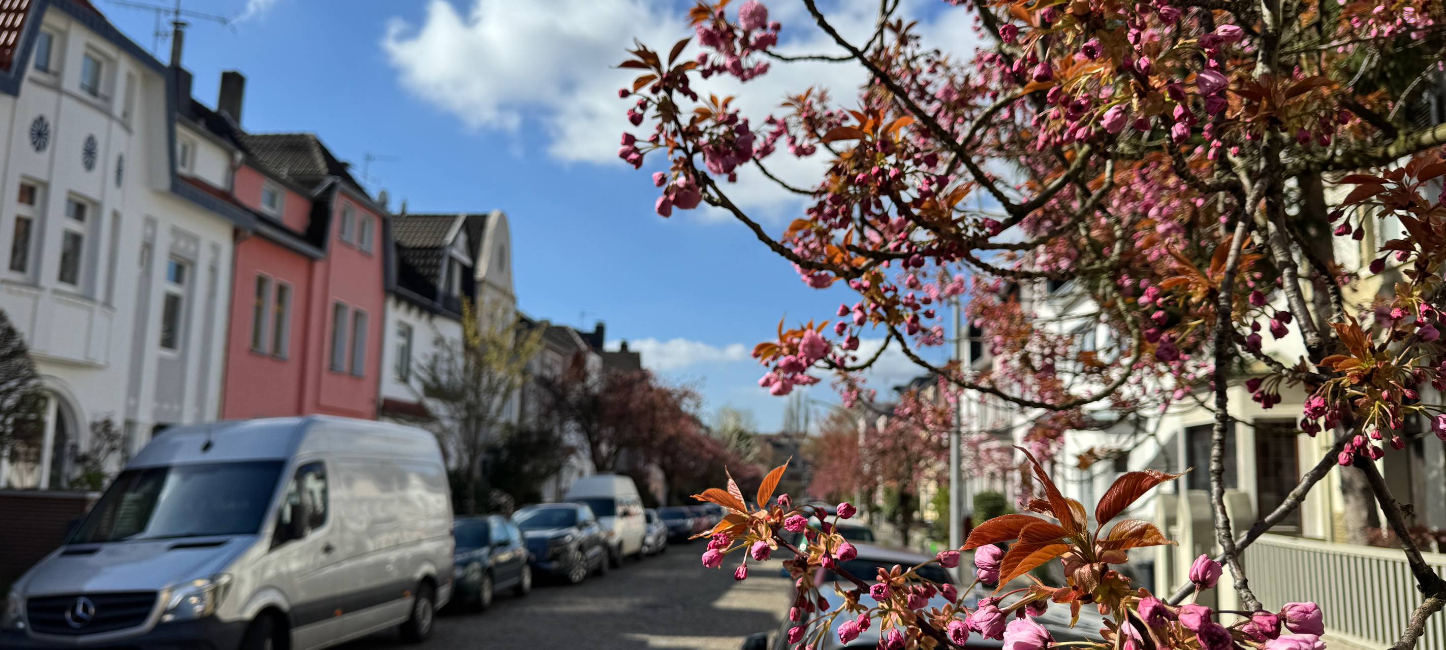 In Duissern auf der "Hohenstaufenstraße" blühen die Kirschblüten vor einer Altbau-Kulisse.