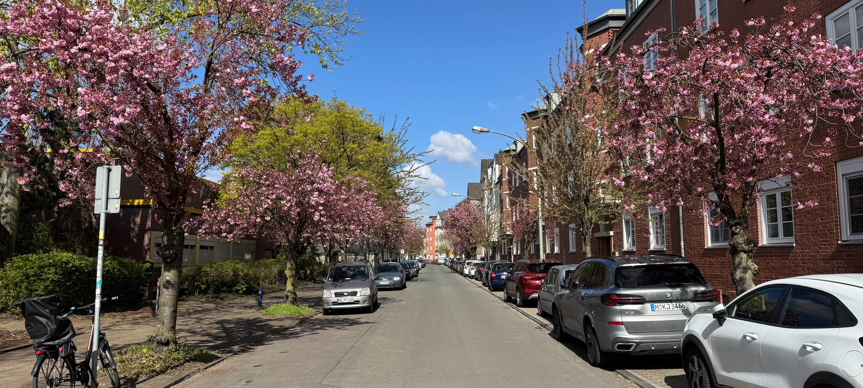 Die "Lerchenstraße" in Neudorf bietet Kirschblüten in weiß und in pink.