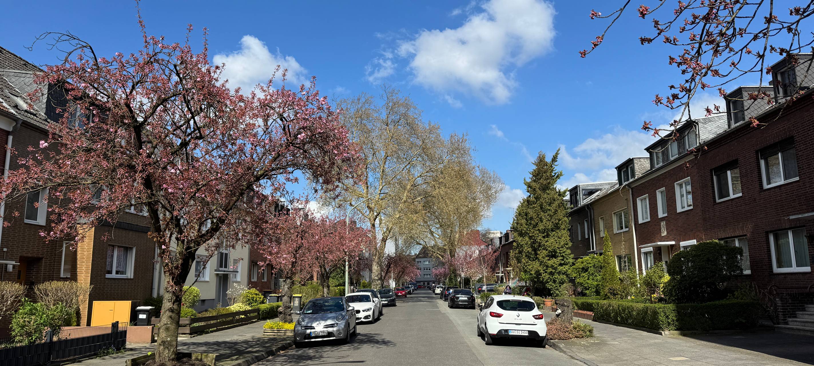 Ein weiterer Kirschblüten-Spot in Neudorf: die "Gustav-Adolf-Straße".