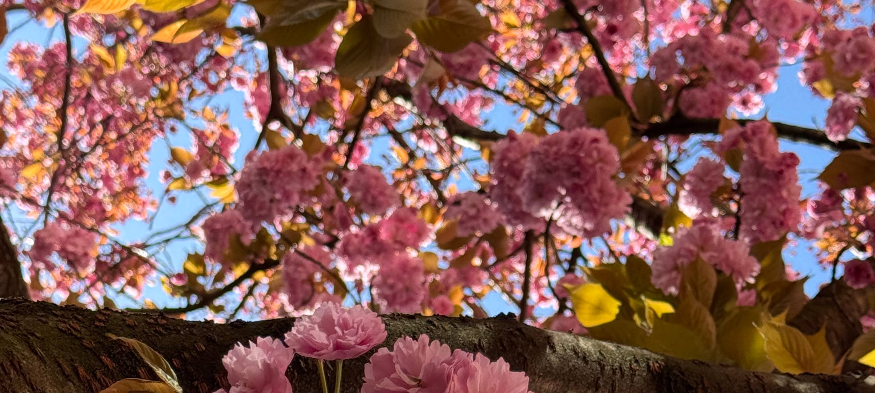 Die Kirschblütenzeit in Duisburg hat begonnen.