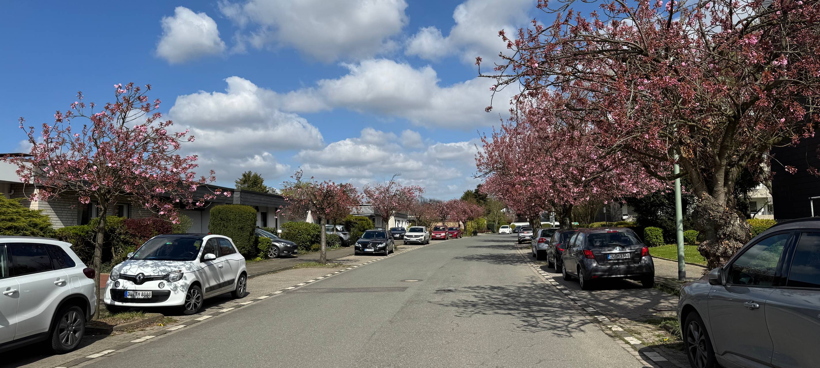 Die Straße "Zur Kaffeehött" in Rahm zählt zu den schönsten Kirschblüten-Spots in Duisburg.