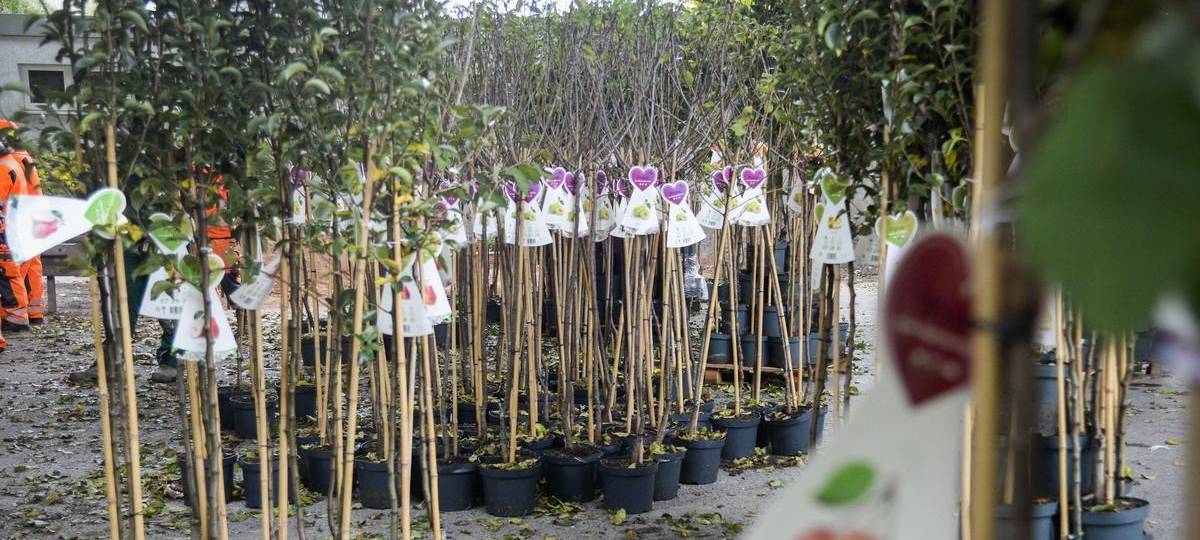 Duisburg verschenkt 3.000 Obstbäume an Bürger