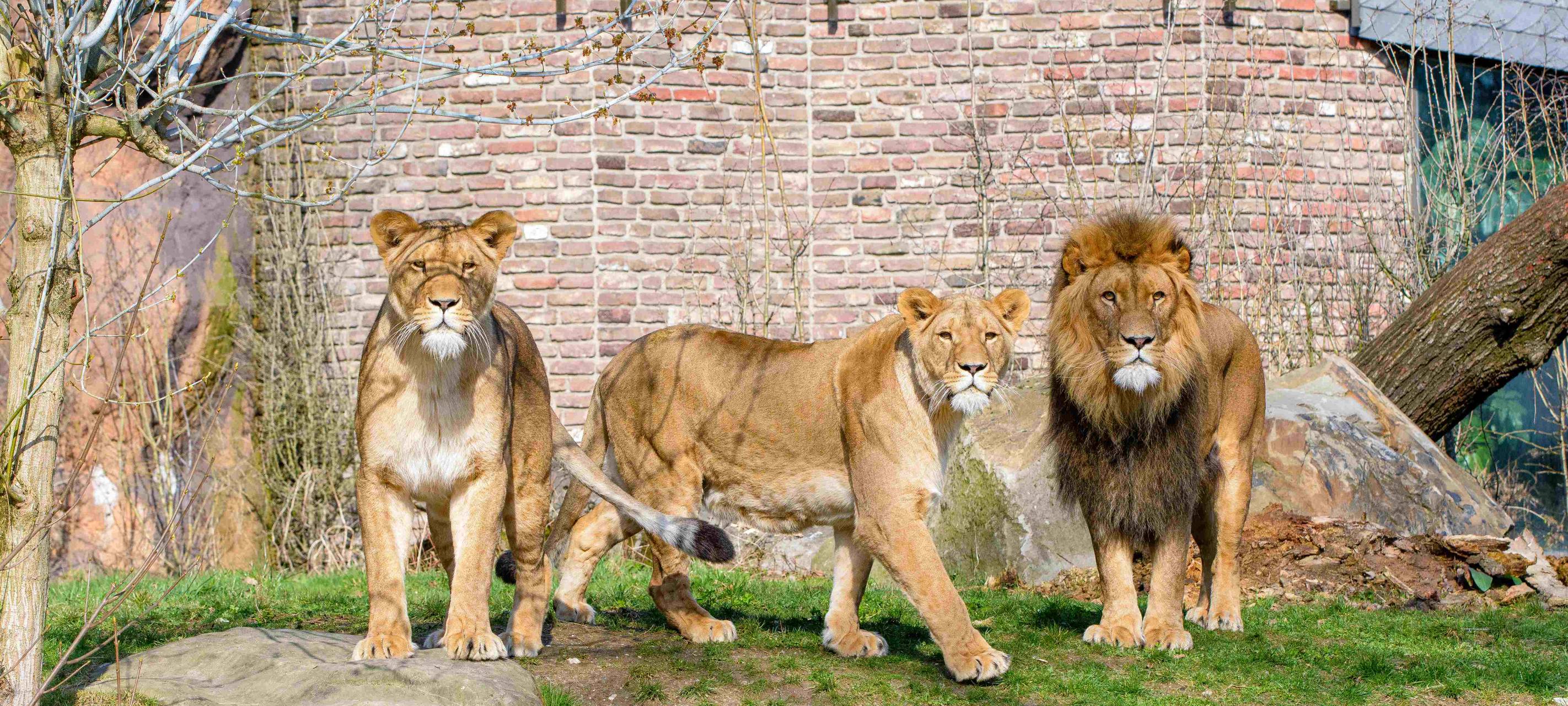 So spannend wird der Raubtiertag im Duisburger Zoo