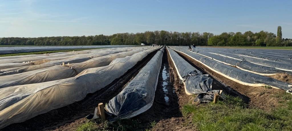 Spargelsaison in Duisburg: So viel kostet der Spargel auf dem Ellerhof