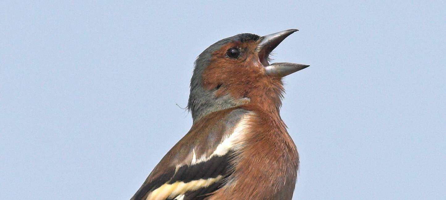 Duisburg zählt Vögel: Was ist mit den Finken los?