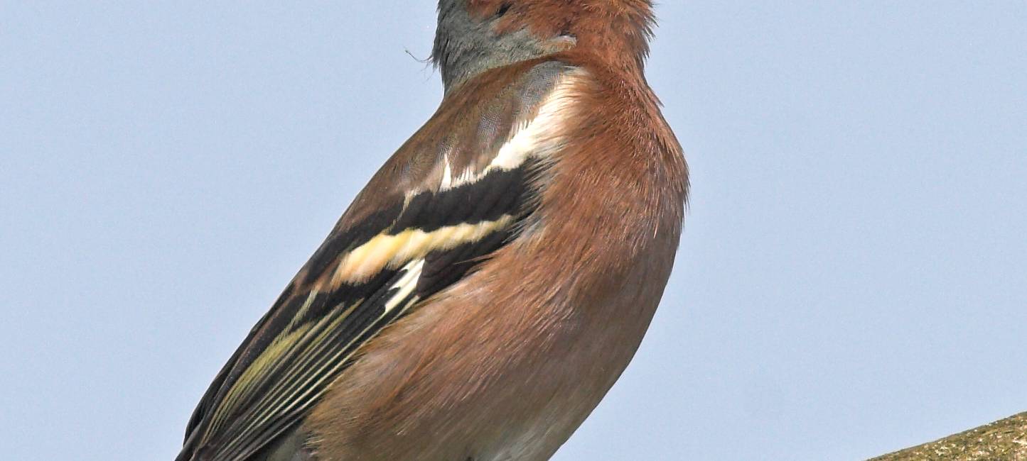 Duisburg zählt Vögel: Was ist mit den Finken los?