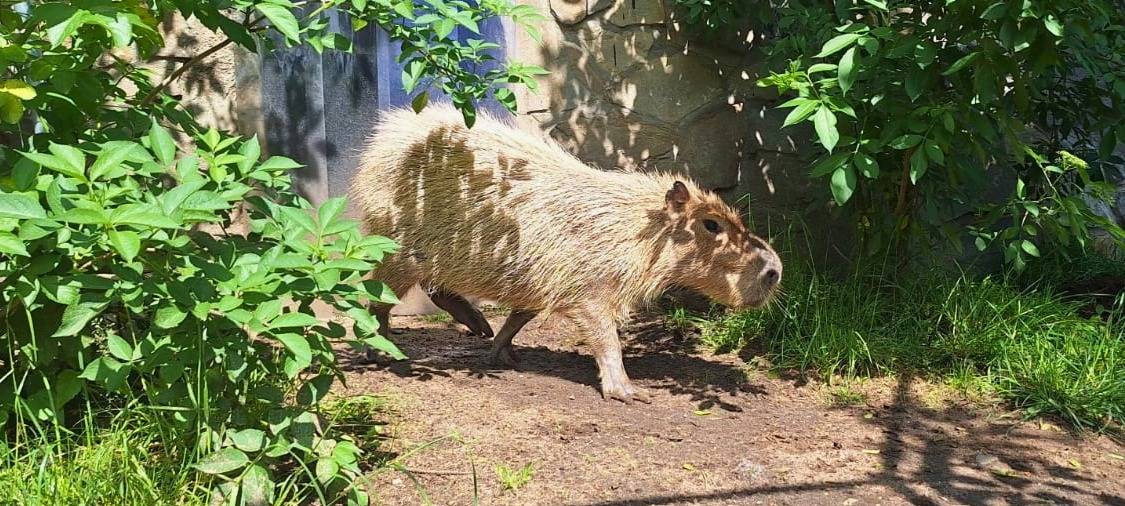 Neues Capybara zieht in Duisburger Zoo ein.
