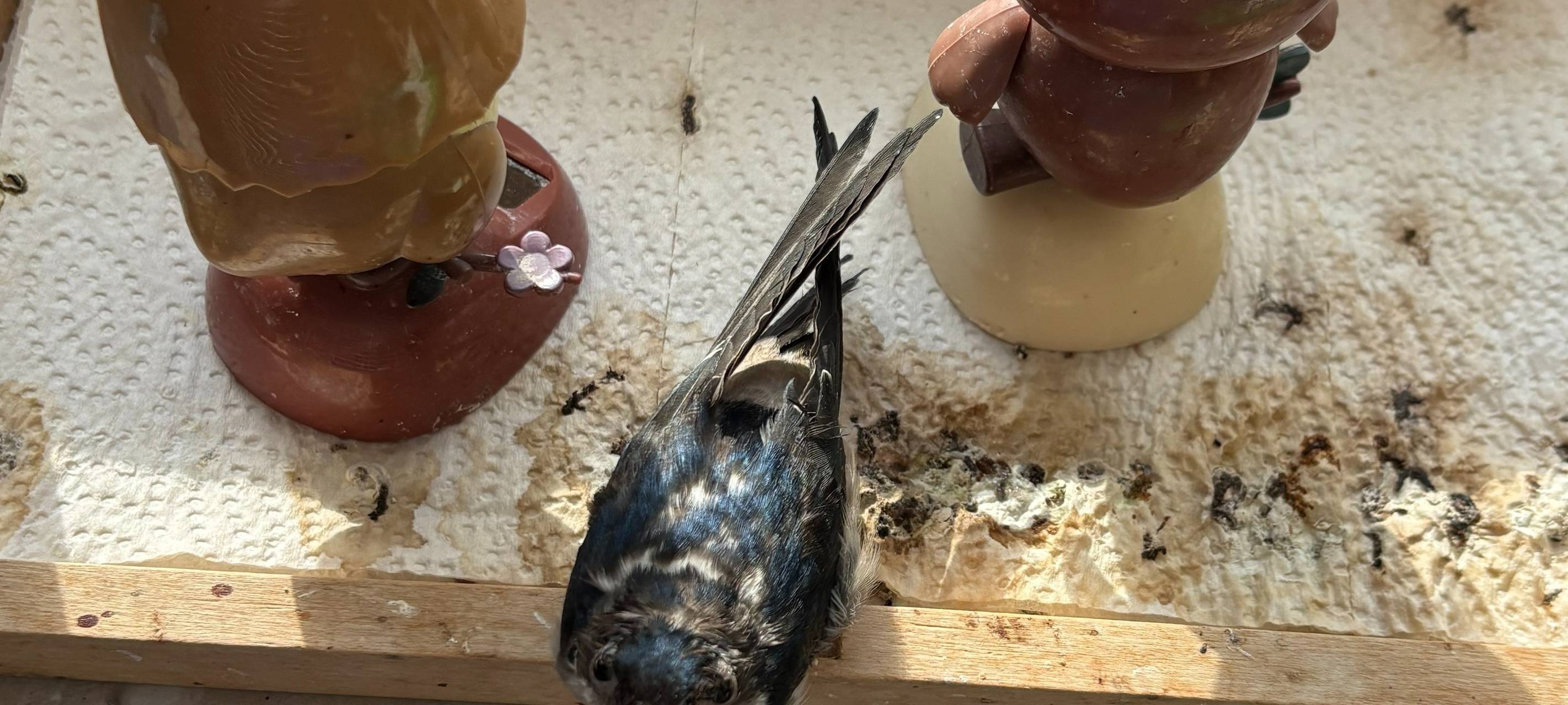 Duisburgs Vogelretter