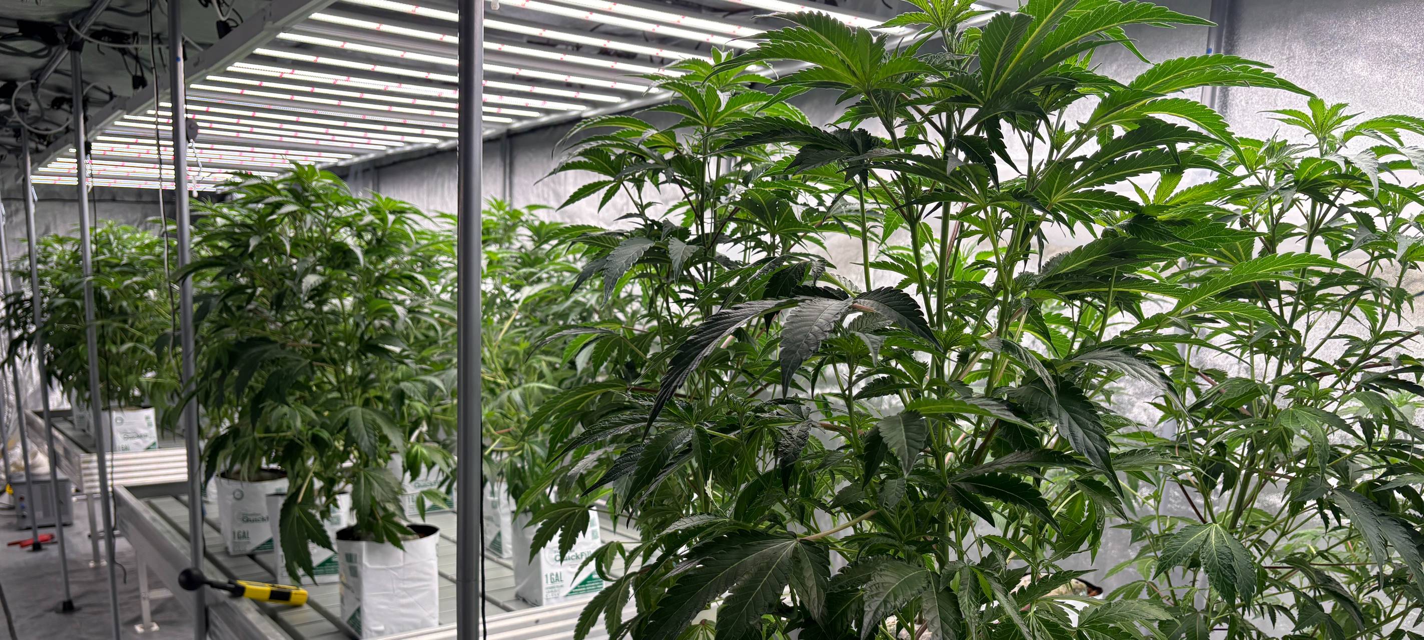 Cannabis Social Club Duisburg startet Versorgung aus eigenem Anbau