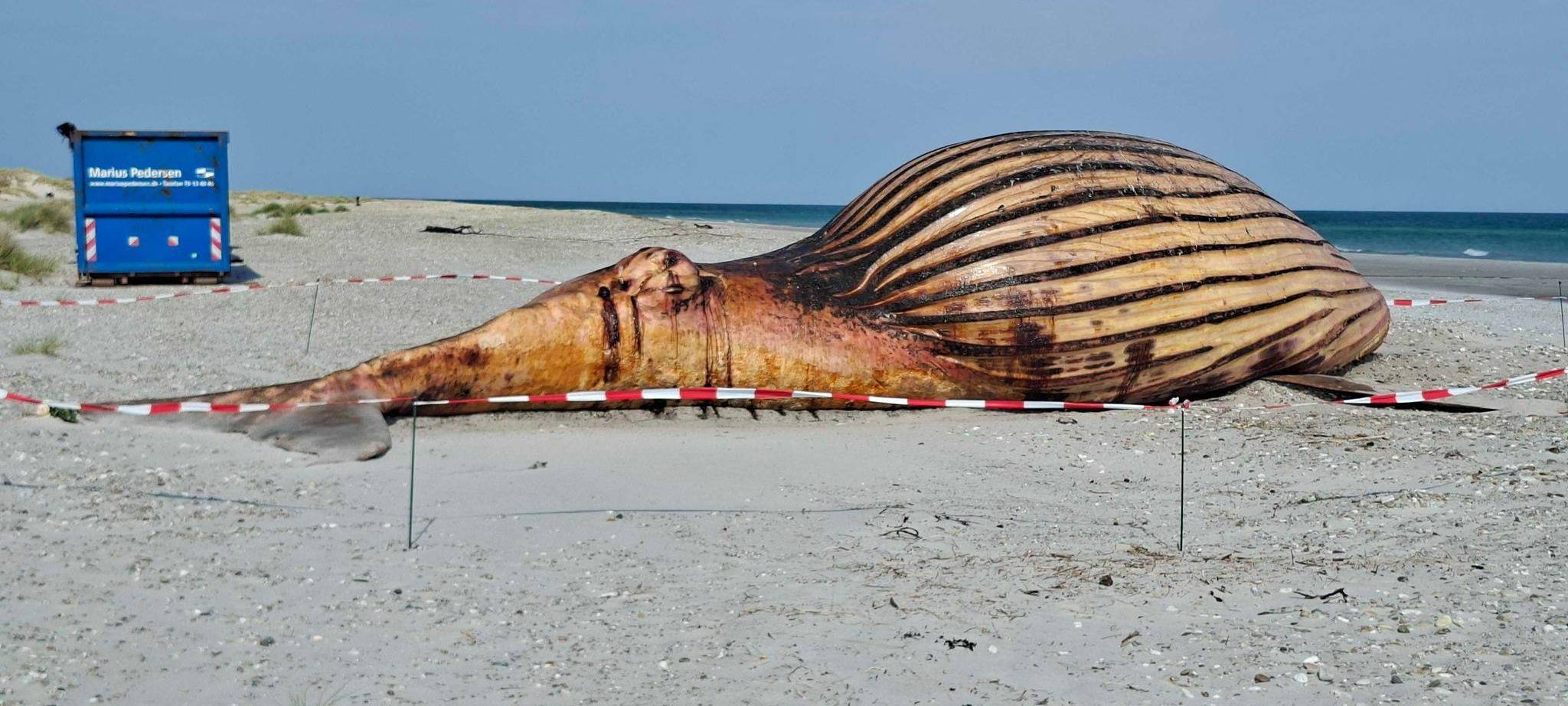 Weitere Entwicklung zum Buckelwal in der Ostsee