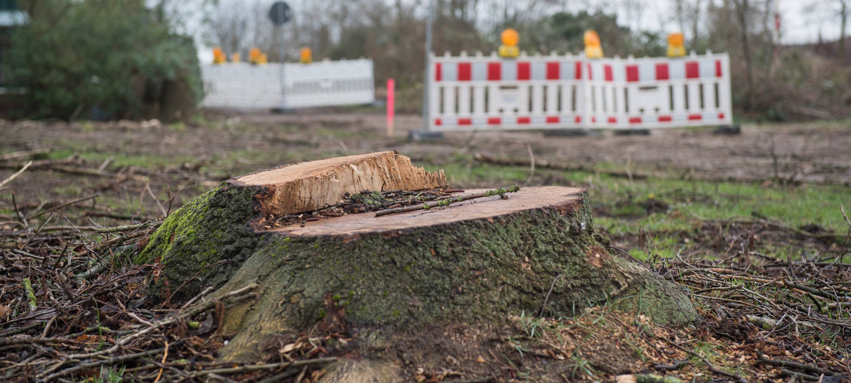 22.000 Bäume weniger in Duisburg