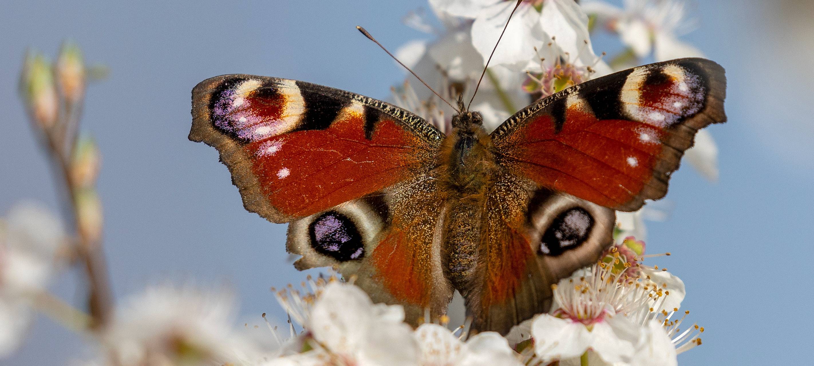 Der Schmetterling Tagpfauenauge sitzt in der Blütenpracht der Kirschpflaume.