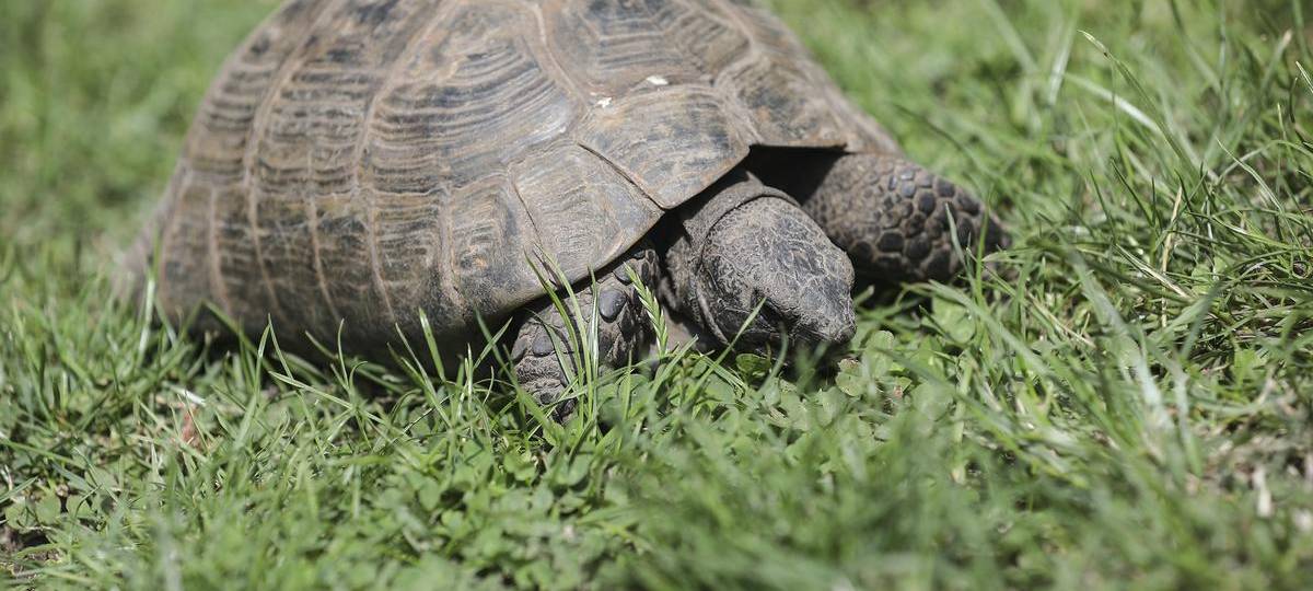 Diese EU-Regeln können Tierhalter in Duisburg treffen