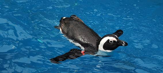 Brillenpinguin