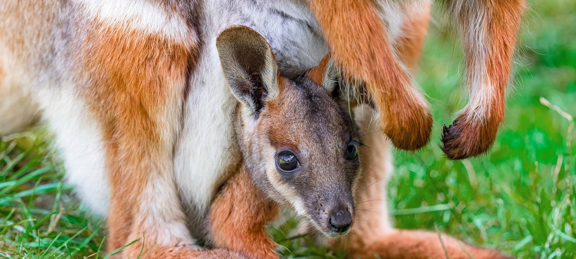 Zoo Duisburg: Nachwuchs bei den Felsenkängurus