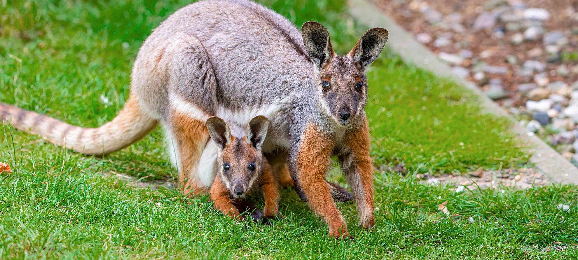 Zoo Duisburg: Nachwuchs bei den Felsenkängurus