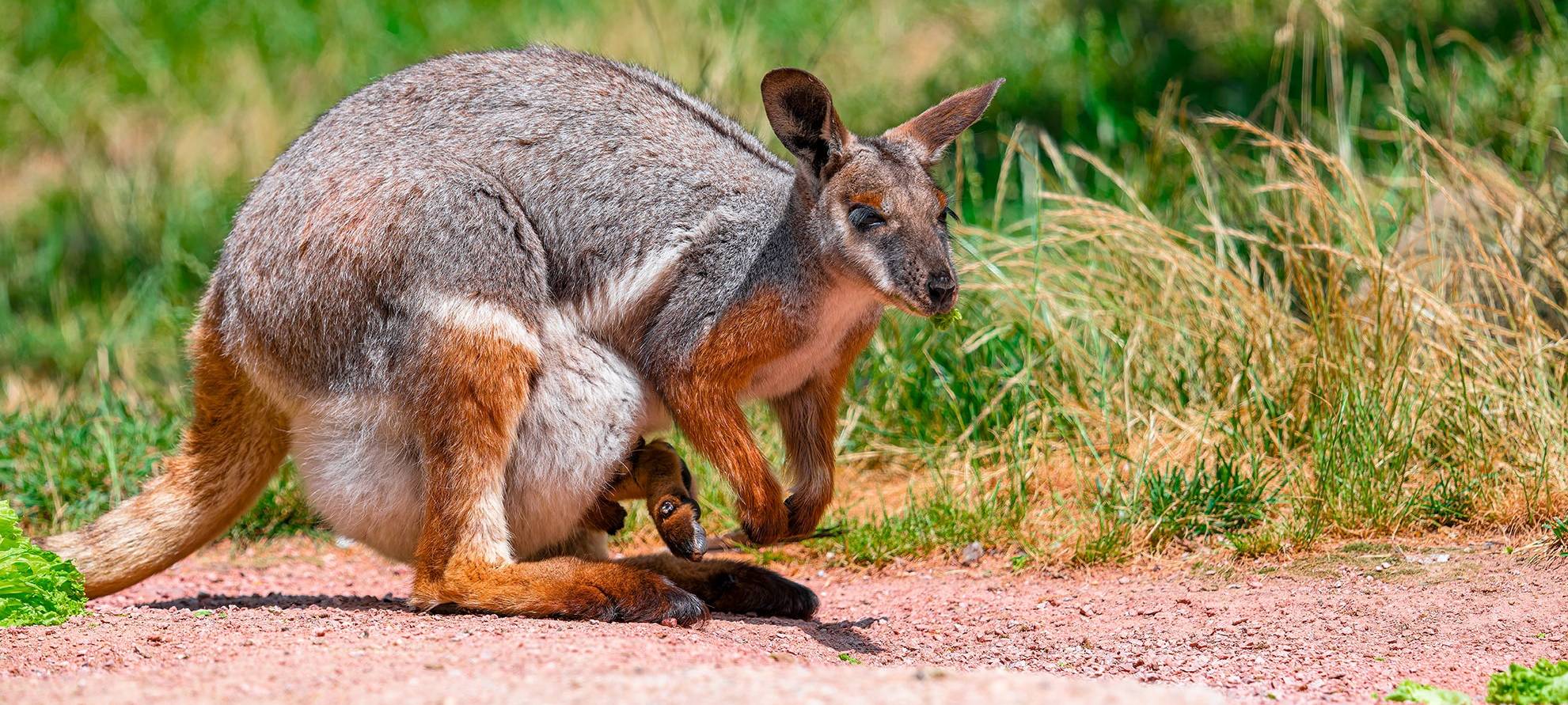 Zoo Duisburg: Nachwuchs bei den Felsenkängurus