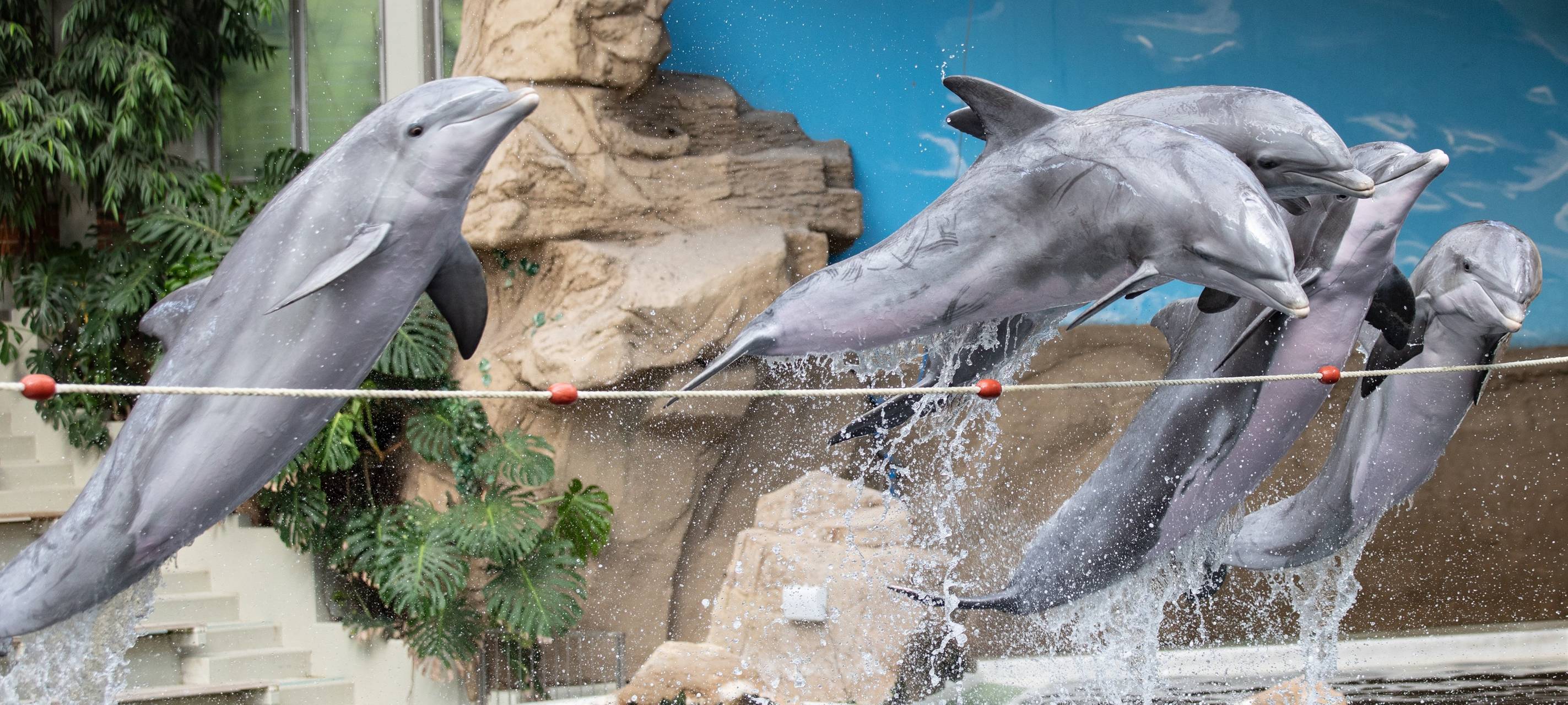 Protest im Delfinarium sorgt für Show-Abbruch