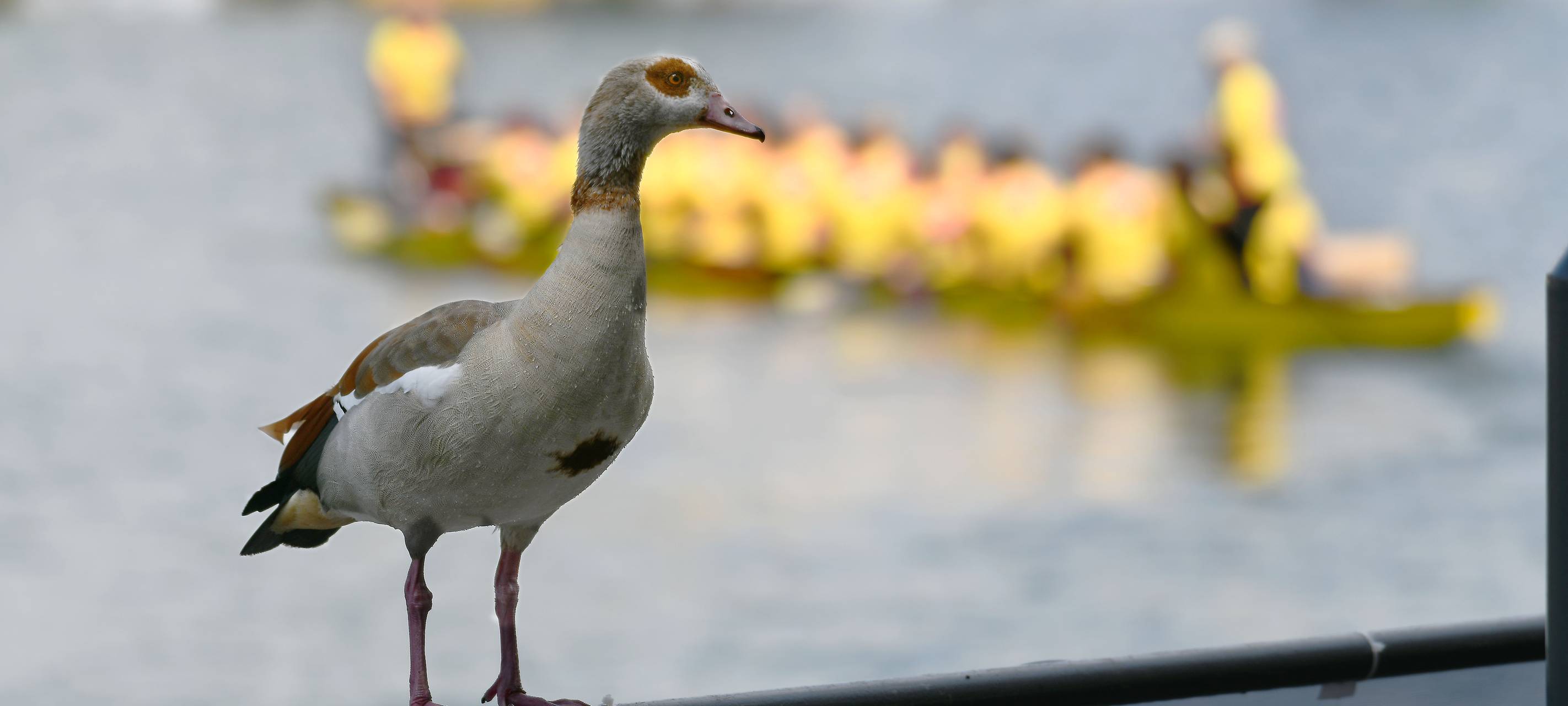 Sommer, Sonne, Gänseschiss: Wildgänse an Duisburgs Seen