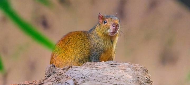 Duisburg: Neues Aguti im Zoo eingezogen