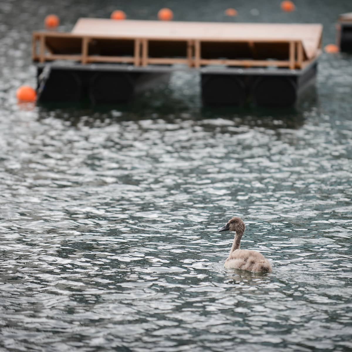 Last chance for the DuisPool in the Inner Harbor