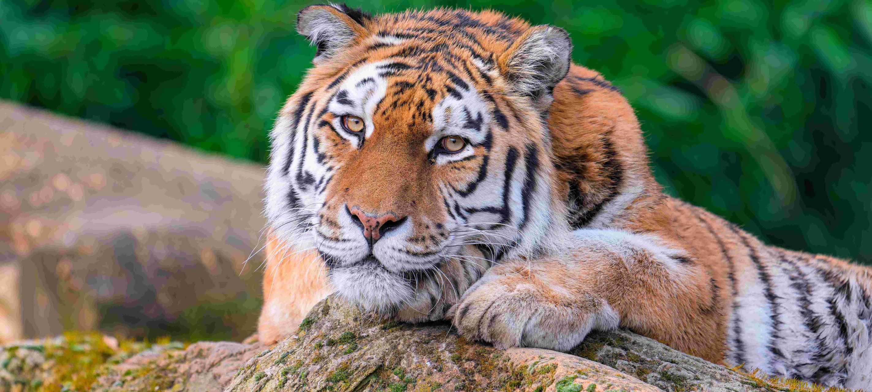 Gottesdienst zwischen Tigern und Bären