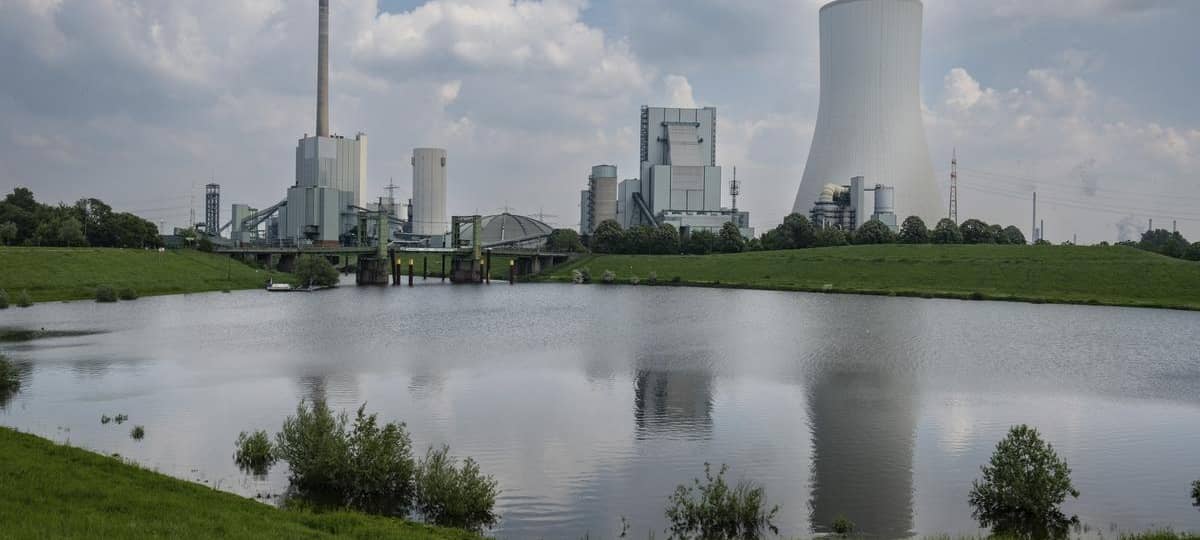 Viele tote Fische an der Rheinaue in Duisburg-Walsum