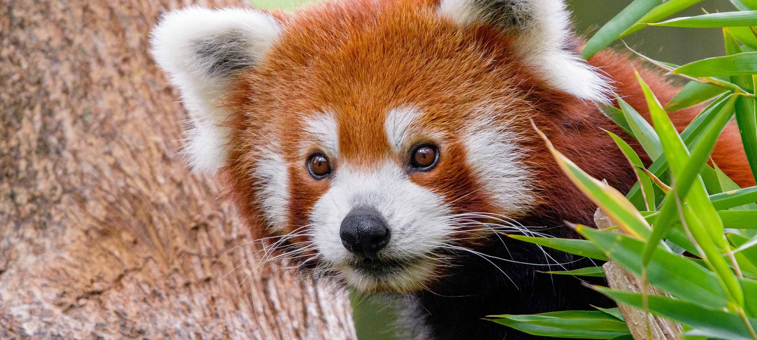 Zoo Duisburg: Anmeldung für Ferienwochen gestartet