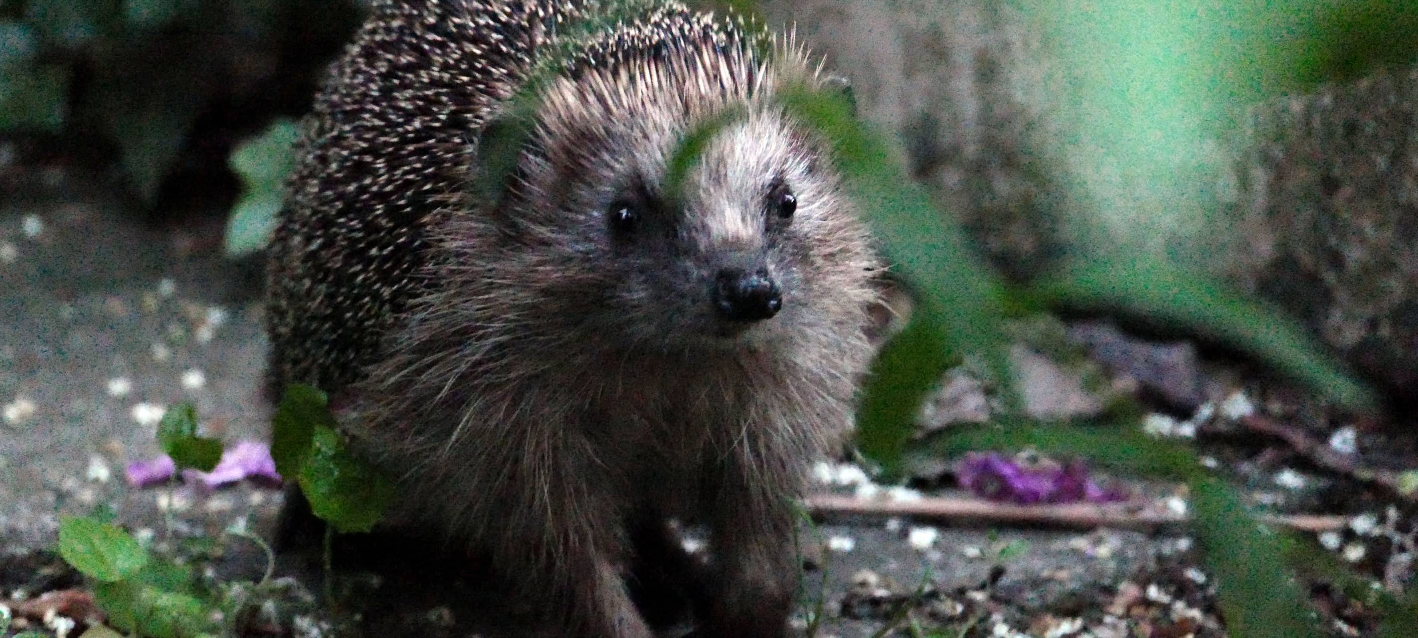 NABU gibt Tipps für tierfreundliche Gärten in Duisburg