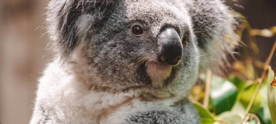 Zoo Duisburg: Neue Jahreskarte verbindet zwei Tierparks