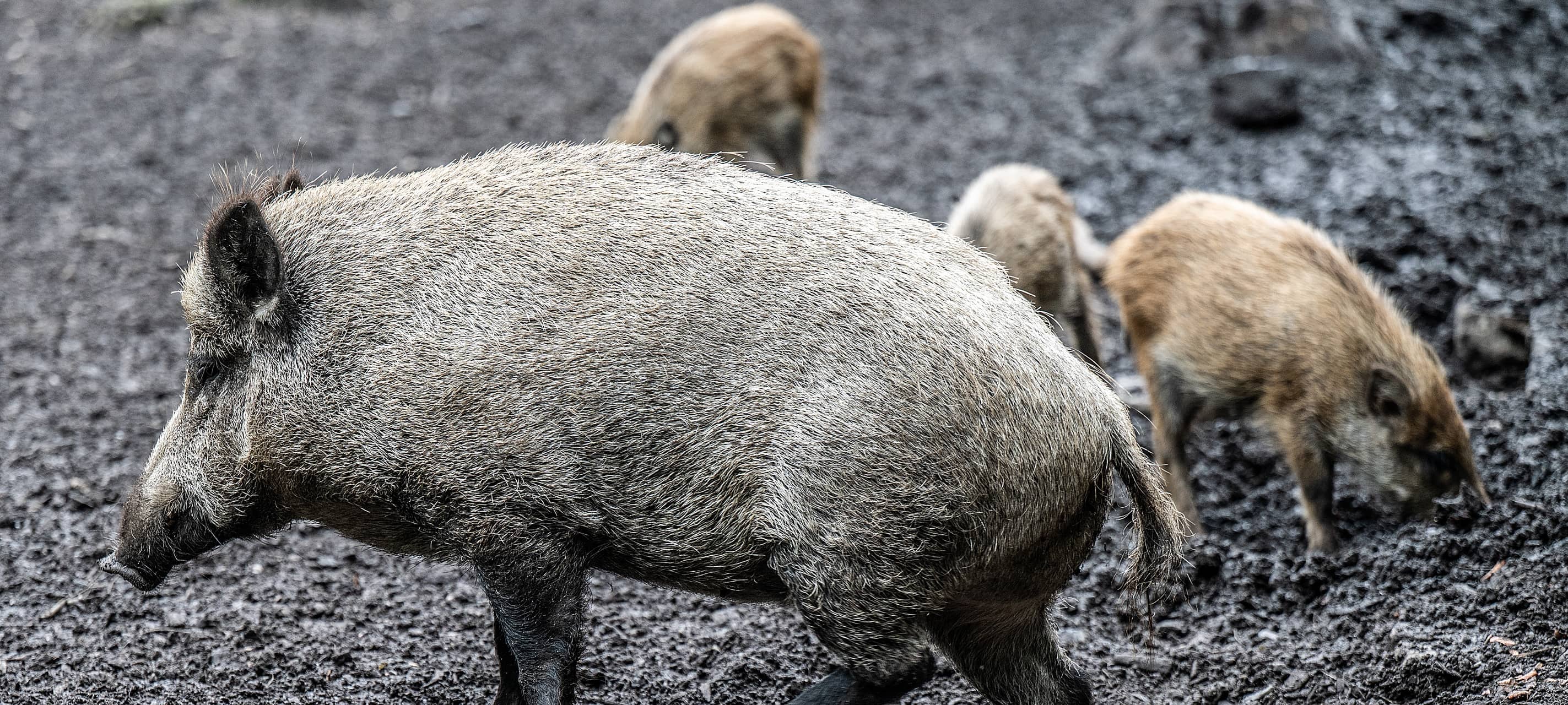 Wildschweine in Duisburg