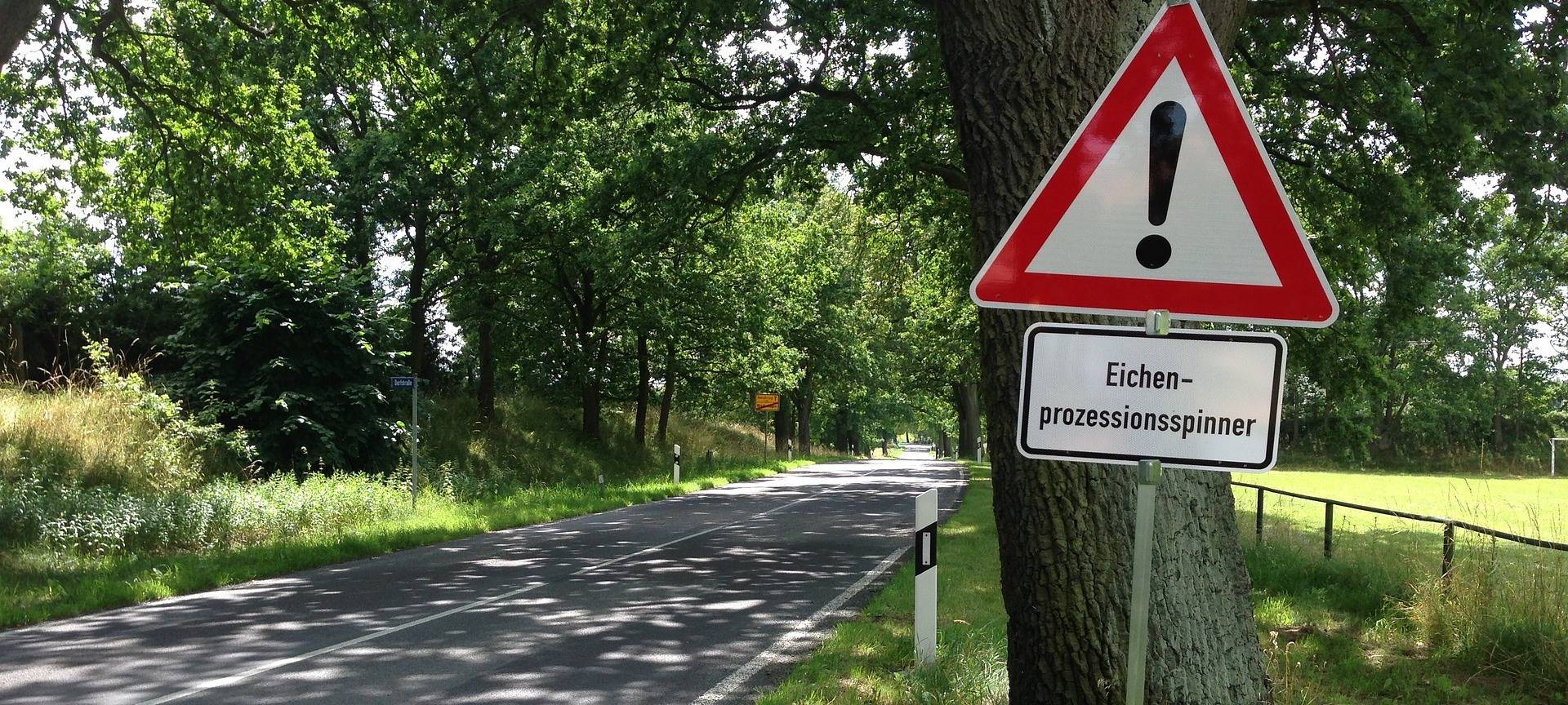 Gefahr durch den Eichenprozessionsspinner