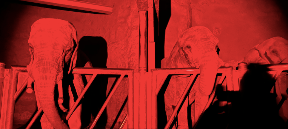 Ausgehtipp: Nachtwanderung im Zoo Duisburg