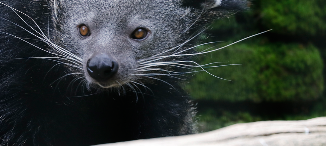 Neues Gehege für die Binturongs
