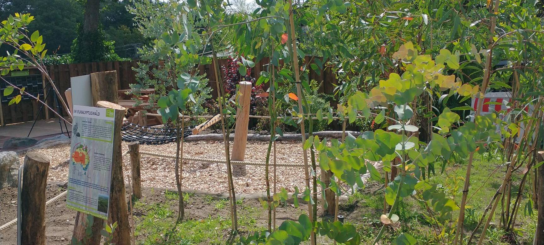 Eukalyptushain im Duisburger Zoo eröffnet