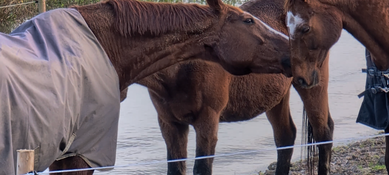 Der Rheinpegel steigt