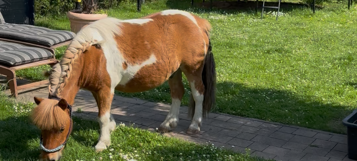 Ponys als Rasenmäher: Shetlandponys mähen Gärten in Huckingen