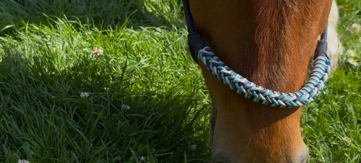 Ponys als Rasenmäher: Shetlandponys mähen Gärten in Huckingen