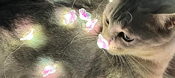 Katze Plüschie verheddert sich in der Lichterkette von Smile.